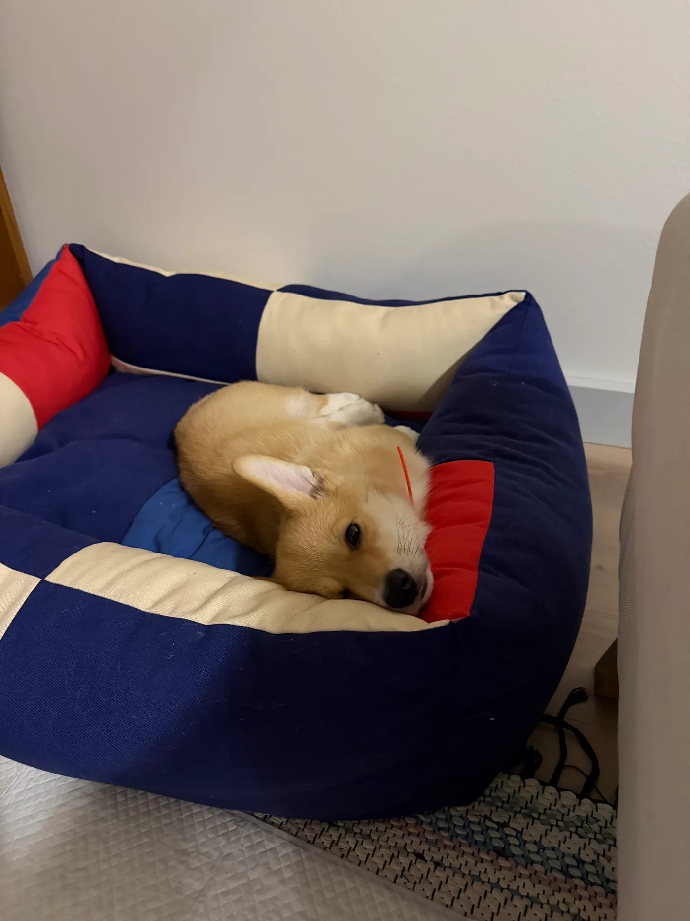 Welsh corgi pembroke -pentu Tove makaamassa